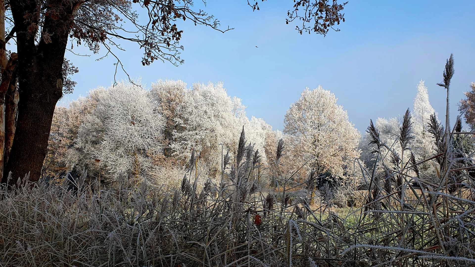 Foto van vakantiehuis de Fazantenhof